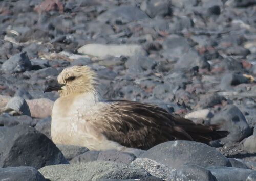 iNaturalist image