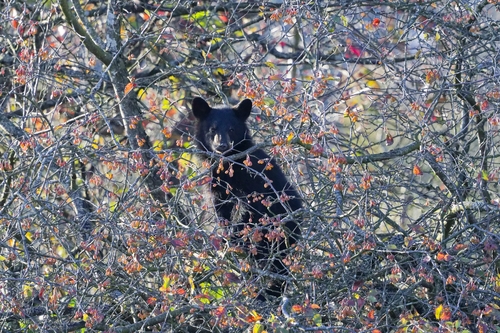Black Bear sighting near Port Coquitlam