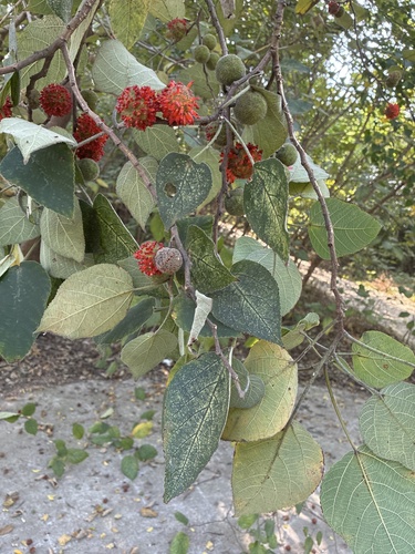 Paper mulberry