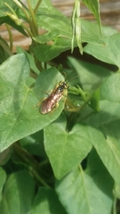 Onycholyda sitkensis