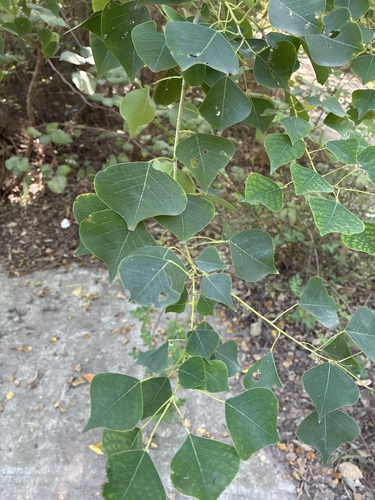 Chinese Tallow