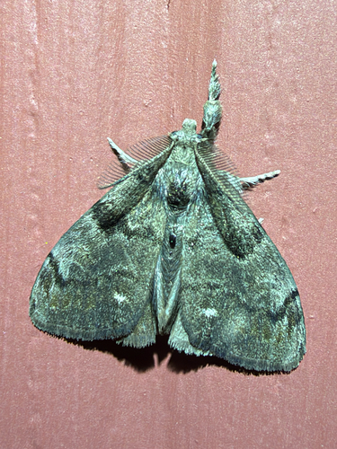White-marked Tussock Moth