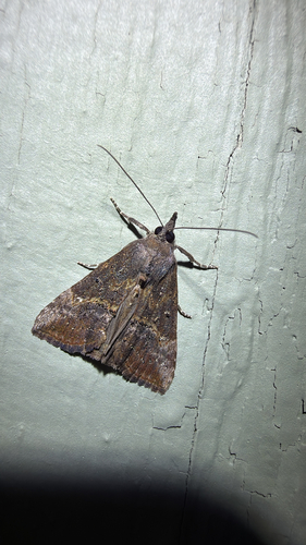 Green Cloverworm Moth
