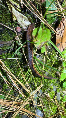 Eastern Red-backed Salamander