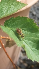 Onycholyda sitkensis