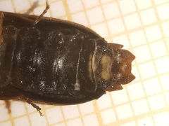 Lamprohiza boieldieui