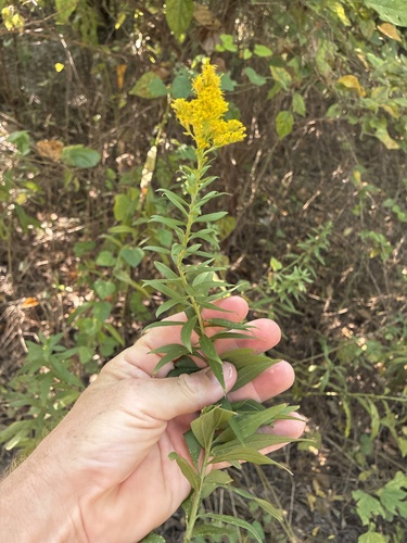 Canada goldenrod