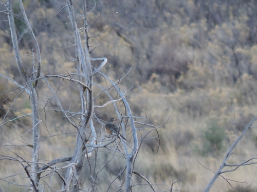 American Robin