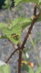 Onycholyda sitkensis