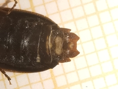 Lamprohiza boieldieui