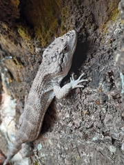 Abronia salvadorensis