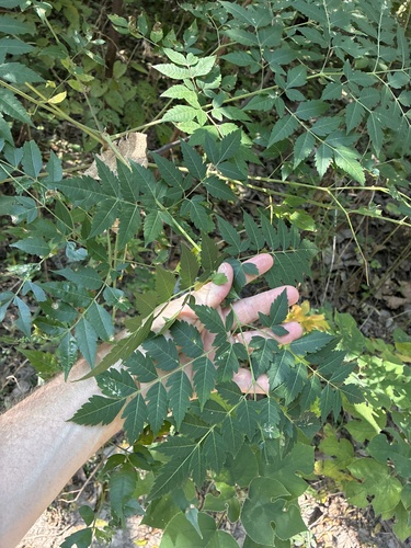 Chinaberry