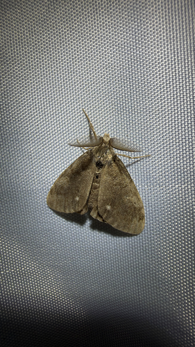 White-marked Tussock Moth