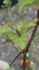 Onycholyda sitkensis
