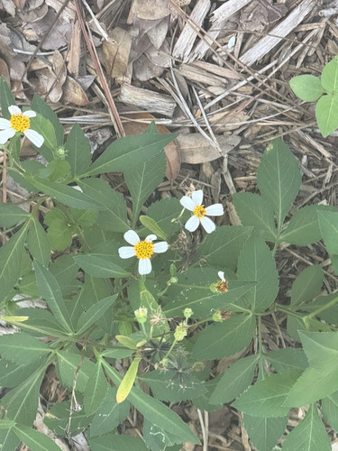 White beggarticks