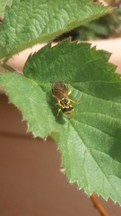 Onycholyda sitkensis