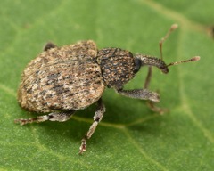 Pheloconus cribricollis