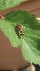 Onycholyda sitkensis