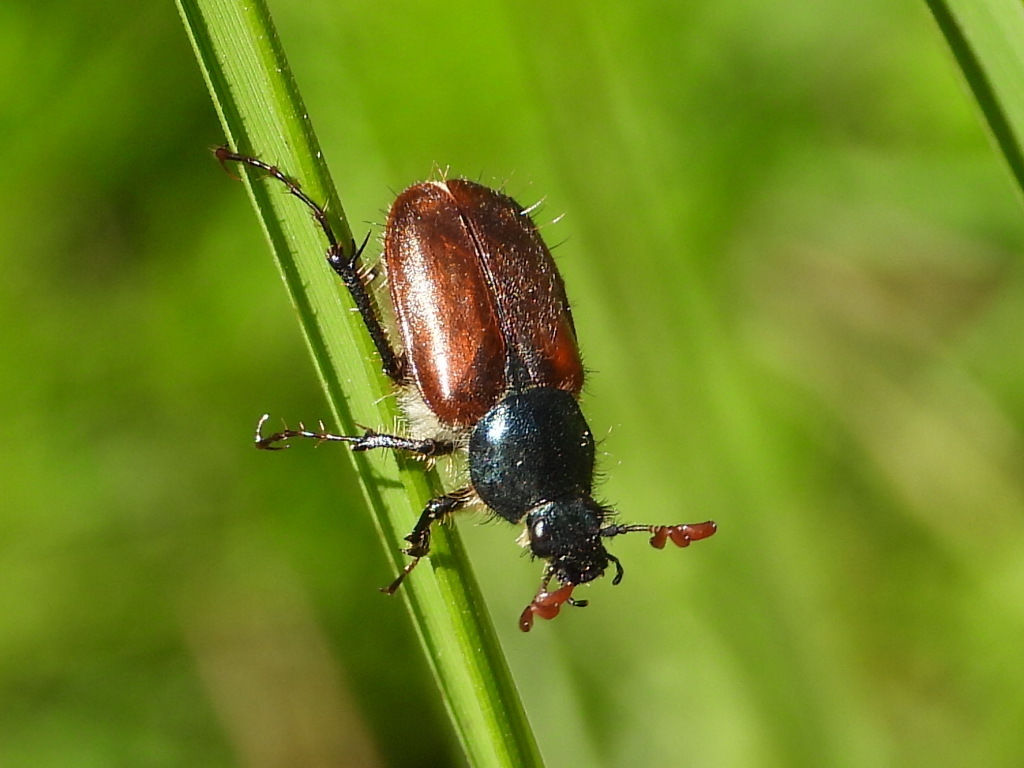 Amphicoma abdominalis