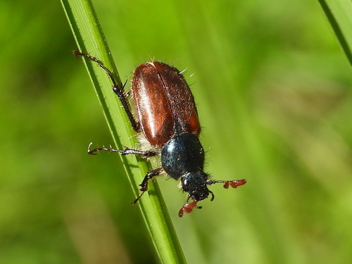 abdominalis · iNaturalist