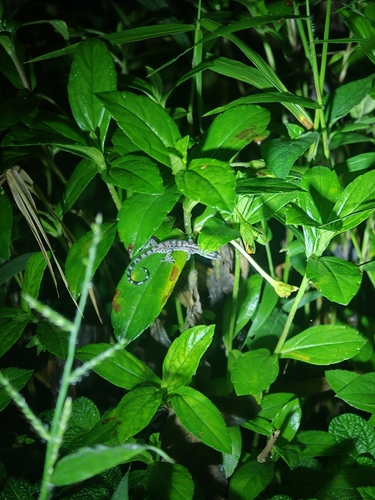 Cyrtodactylus quadrivirgatus, 2026-10-13