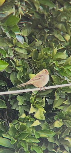 White-crowned Sparrow