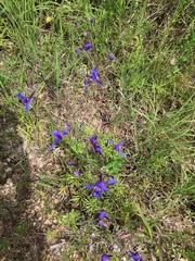 Delphinium treleasei