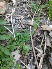 Veronica serpyllifolia serpyllifolia