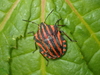 Stink Bugs - Photo (c) David Renoult, some rights reserved (CC BY-NC), uploaded by David Renoult