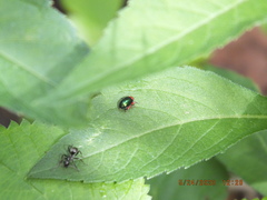 Kuschelina gibbitarsa