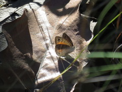 Cissia rubricata pseudocleophes