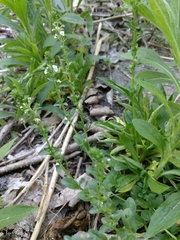 Veronica serpyllifolia serpyllifolia