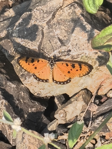 Tawny Coster