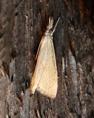 Haimbachia placidellus