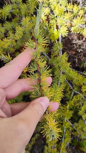 tamarack