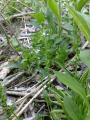 Veronica serpyllifolia serpyllifolia