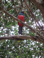 Trogon