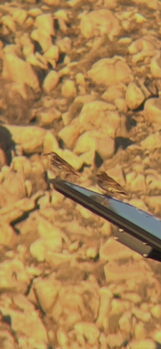 European Starling