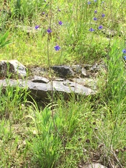 Delphinium treleasei