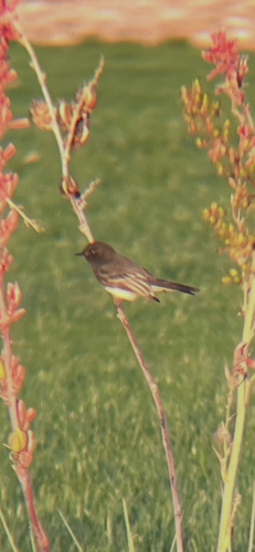 Black Phoebe