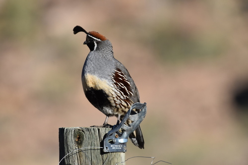 Gambel's Quail