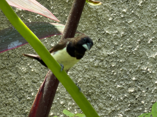 Lonchura leucogastroides, 2026-10-13
