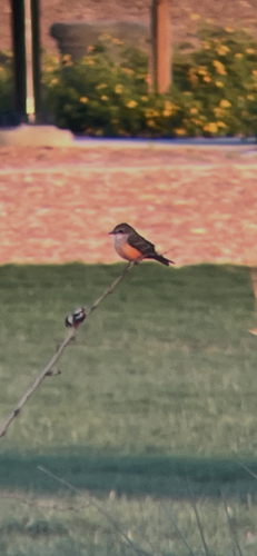 Vermilion Flycatcher