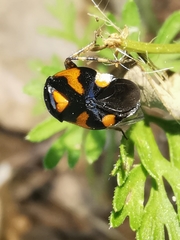 Deraeocoris schach