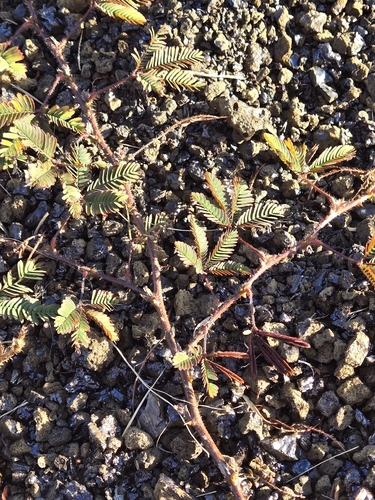 Mimosa pudica observed 2026-10-13