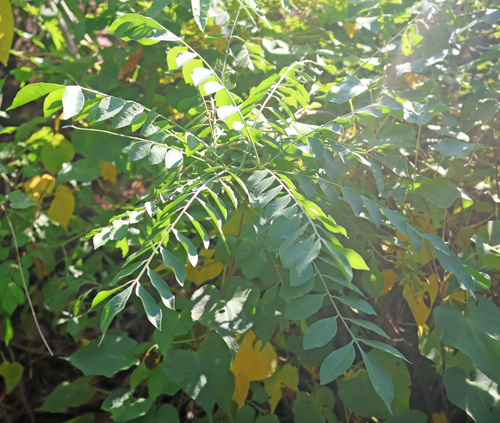 Phyllanthus acuminatus, 2026-10-11