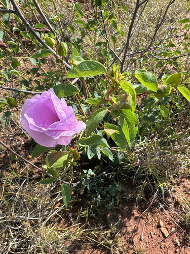 Gossypium sturtianum observed 2026-10-14
