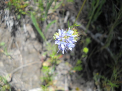 Gilia capitata capitata