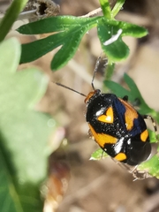 Deraeocoris schach