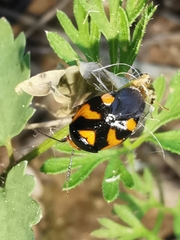 Deraeocoris schach